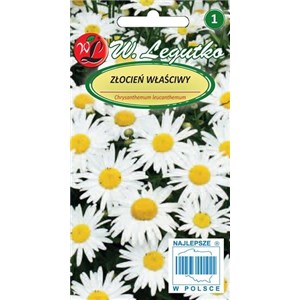 Złocień właściwy biały 1g
