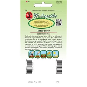 Kobea pnąca fioletowa - 6 nasion