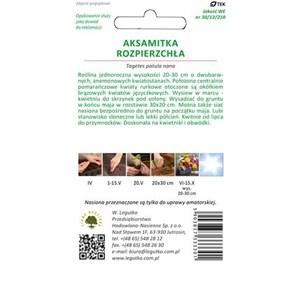 Aksamitka rozpierzchła pełna Orange Flame 1g