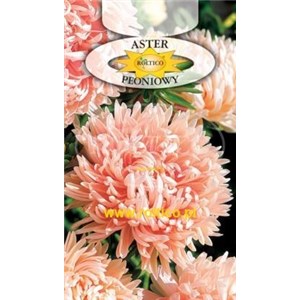 Aster chiński peoniowy łososiowy 1g